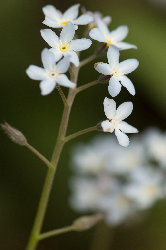 Myosotis Sylvatica